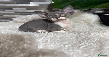 Devon Rex cats - Advert 4