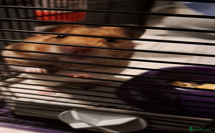 Hamster rodents - Advert 1