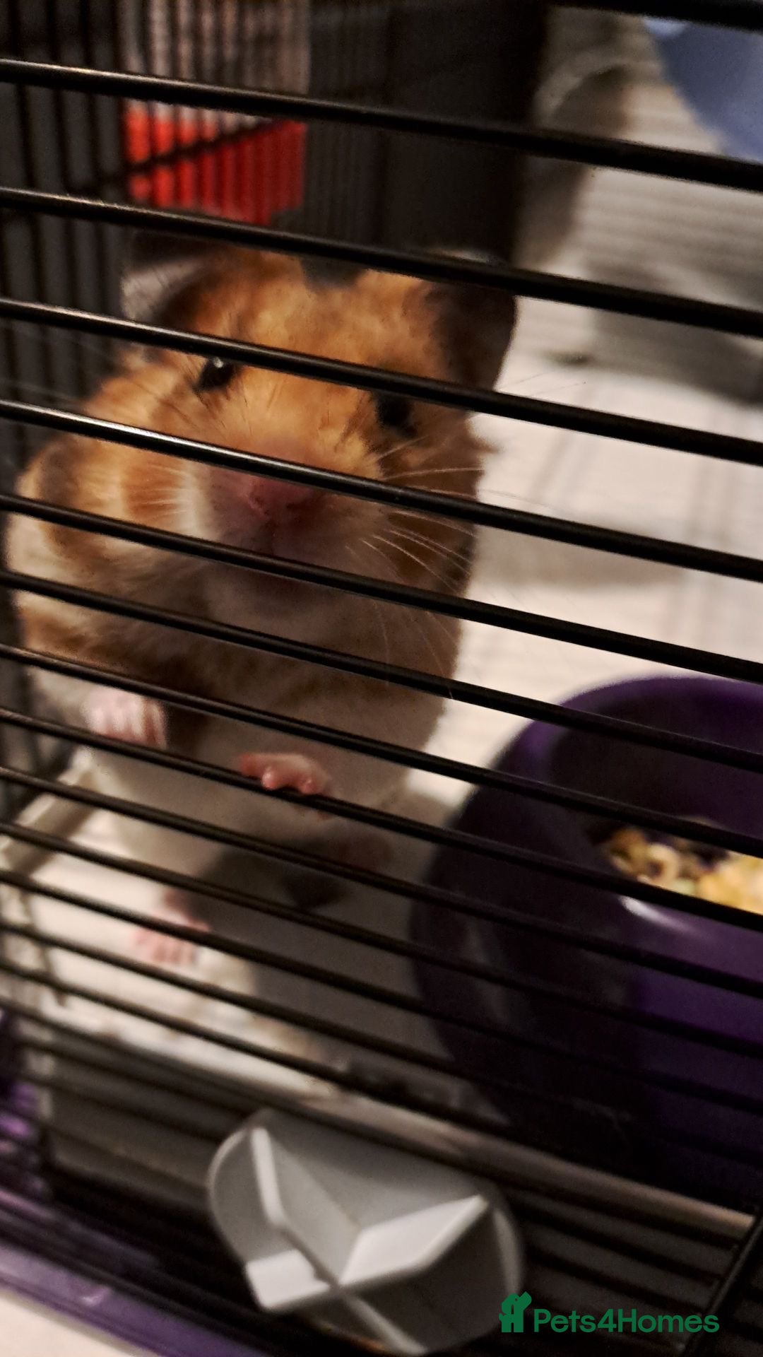 Hamster rodents for sale: Syrian hamster - Image 1