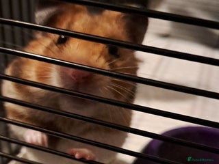 Hamster rodents - Advert 29
