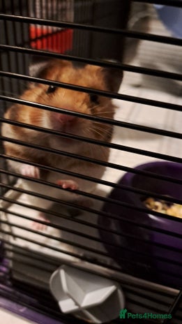 Hamster rodents - Advert 1