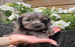 Cocker Spaniel dogs for sale: Cocker spaniel  - Image 1