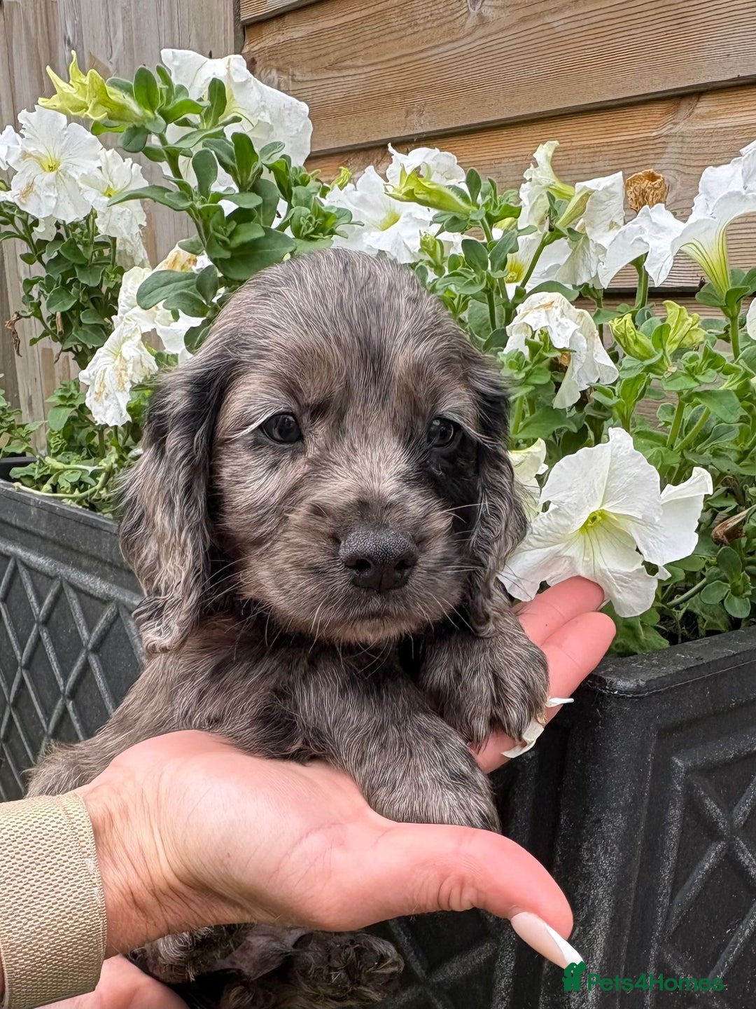 Cocker Spaniel dogs for sale: Cocker spaniel  - Image 1