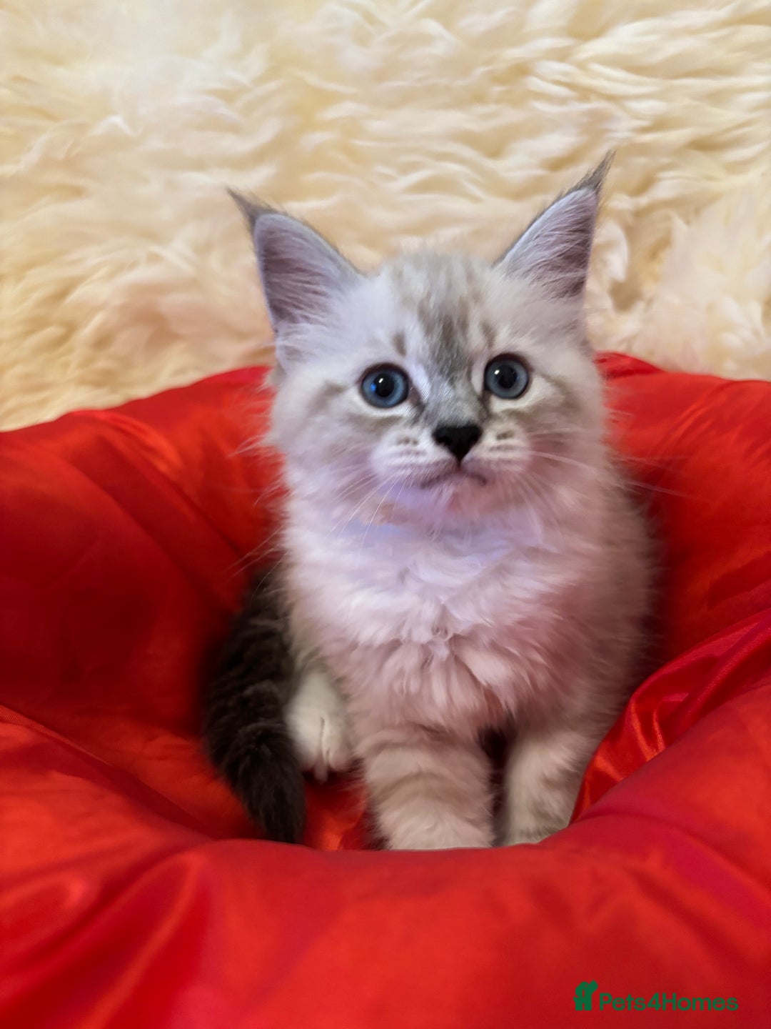 Siberian cats for sale: GCCF Registered Siberian Kitten For Sale  - Image 3