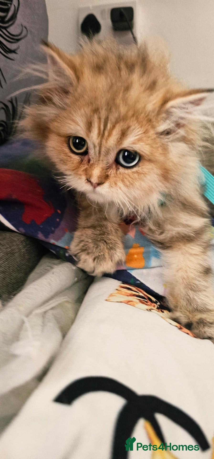British Shorthair cats Bsh GOLDEN Chunky Kittens🐱 Ready go now - Advert 12