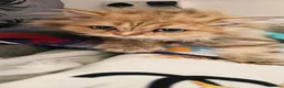 British Shorthair cats for sale: Bsh GOLDEN Chunky Kittens🐱 Ready go now - Advert 4