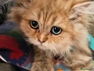 British Shorthair cats Bsh GOLDEN Chunky Kittens🐱 Ready go now - Advert 12