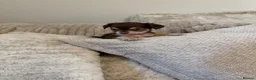 Chihuahua dogs for sale: Gorgeous chocolate tri chihuahua puppy boy - Advert 3