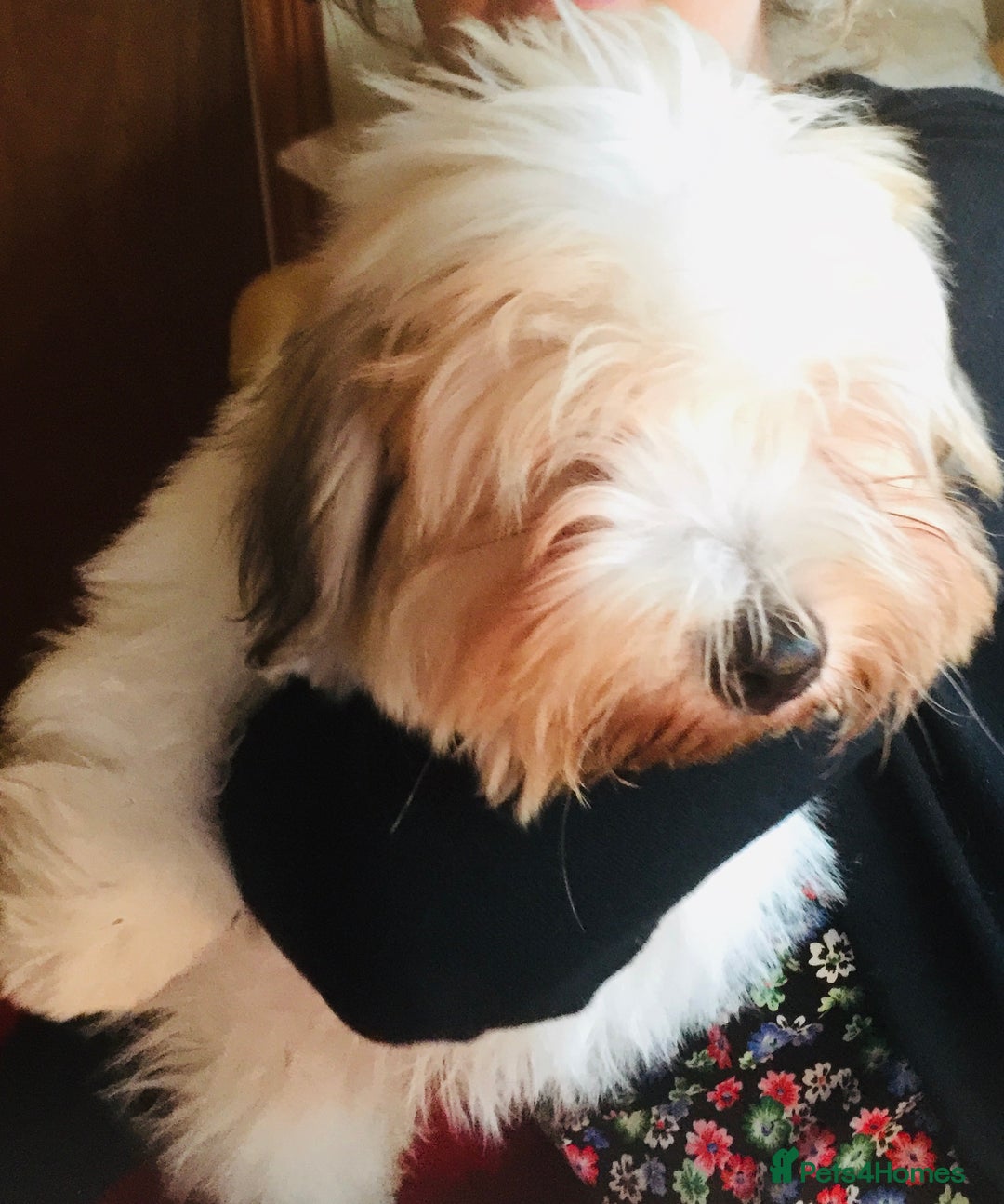 Coton De Tulear dogs for sale: K.C reg Coton de Tulear Puppies inc. World Champio - Advert 17