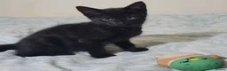 Domestic Shorthair cats for sale: Ready to Fly the Nest  - Advert 38