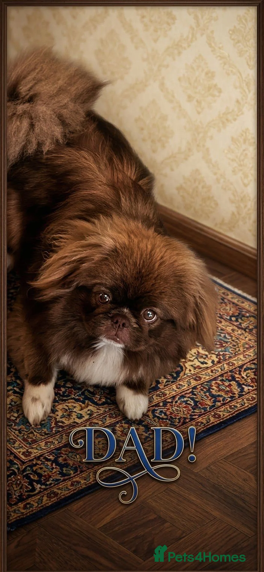 Pekingese dogs for sale: Pekingese  in Newcastle upon Tyne - Advert 6