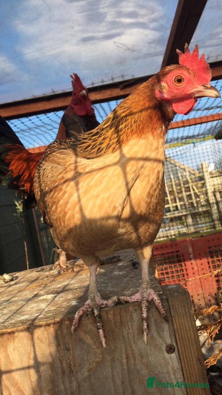 Chickens poultry WANTED - small breed hens  - Advert 1