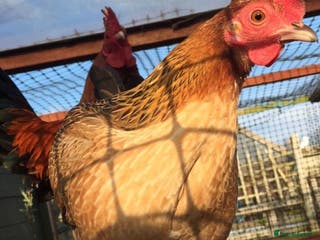Chickens poultry WANTED - small breed hens - Advert 1