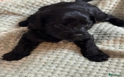Yorkiepoo dogs for sale: Yorkiepoo puppies  - Advert 3