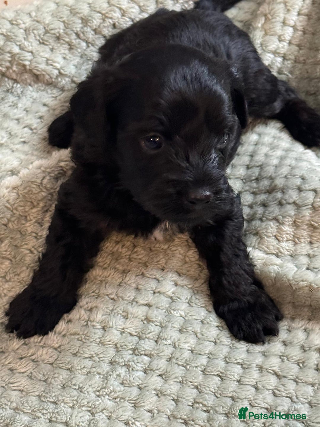 Yorkiepoo dogs for sale: Yorkiepoo puppies  - Advert 3