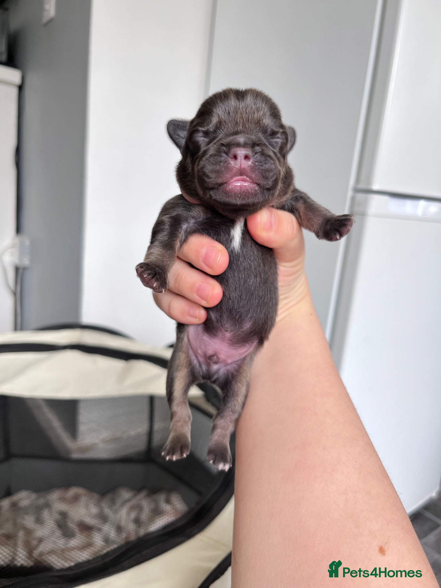 French Bulldog dogs Stunning Frenchbulldog pups - Advert 14