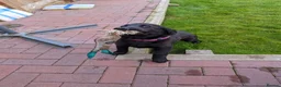 Mixed Breed dogs for sale: Cassie - Advert 8