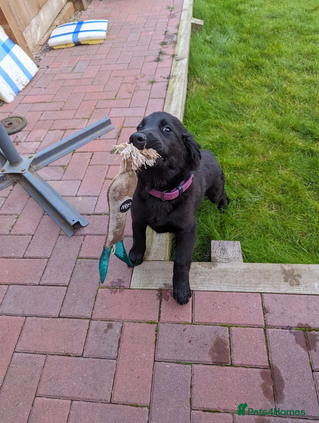 Mixed Breed dogs for sale: Cassie - Advert 8