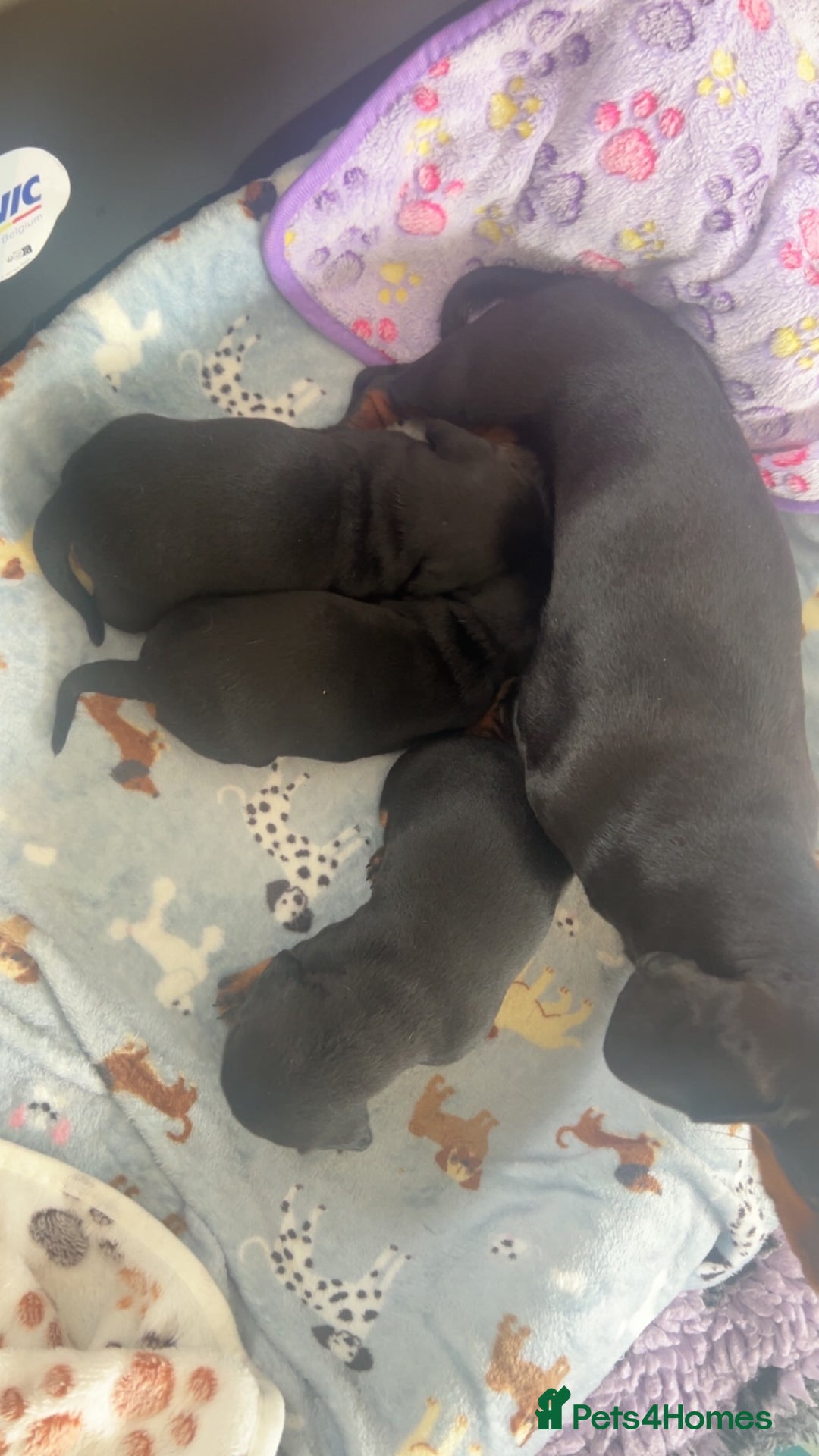 Miniature Dachshund dogs for sale: ✨Quality Miniature Dachshunds✨ - Image 6