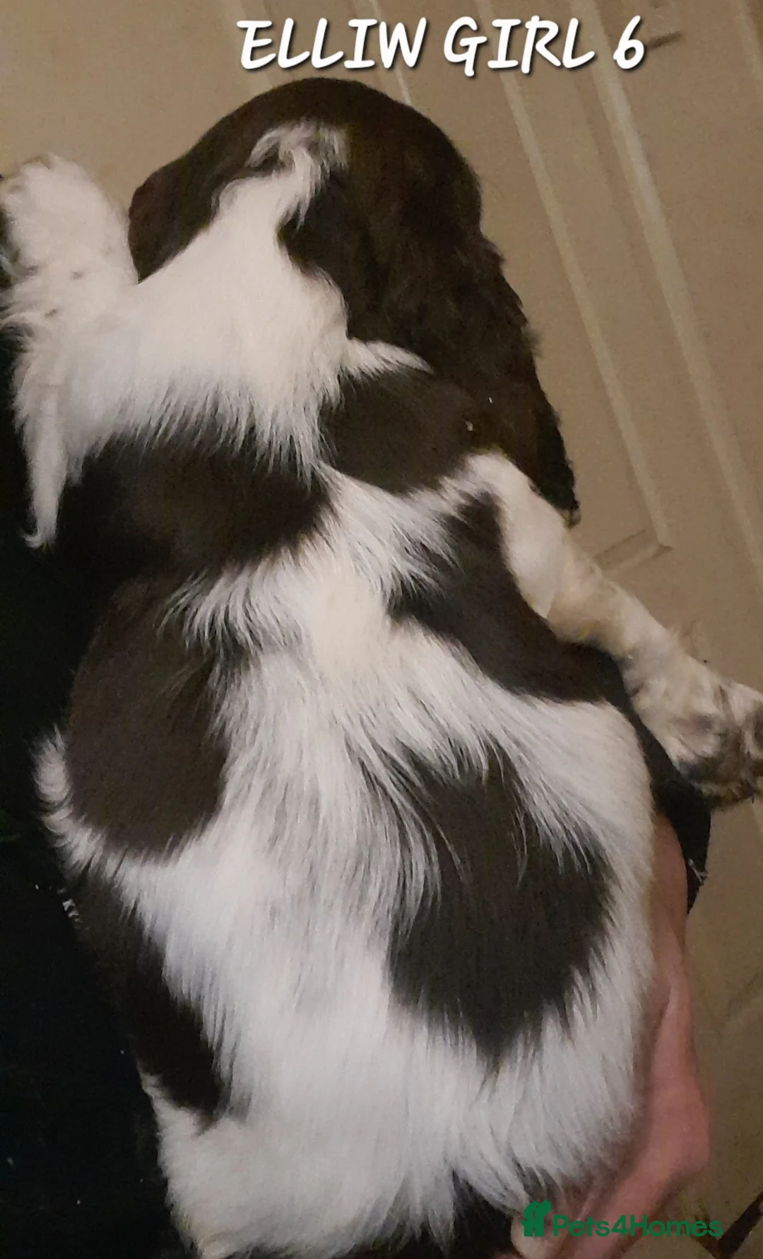 Sprocker dogs for sale: Beautiful Sprocker Litter - Advert 15