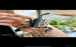 Tarantulas invertebrates for sale: Tarantula collection plus scorpion  - Image 3