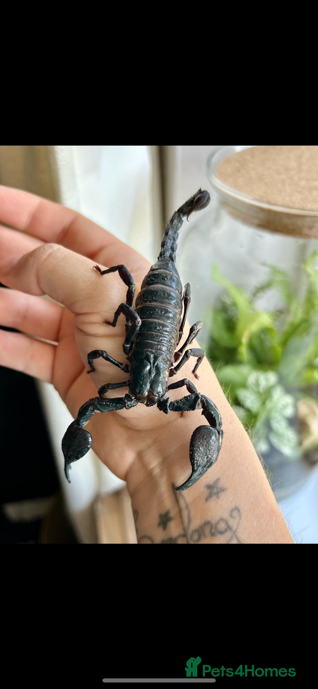 Tarantulas invertebrates for sale: Tarantula collection plus scorpion  - Image 3