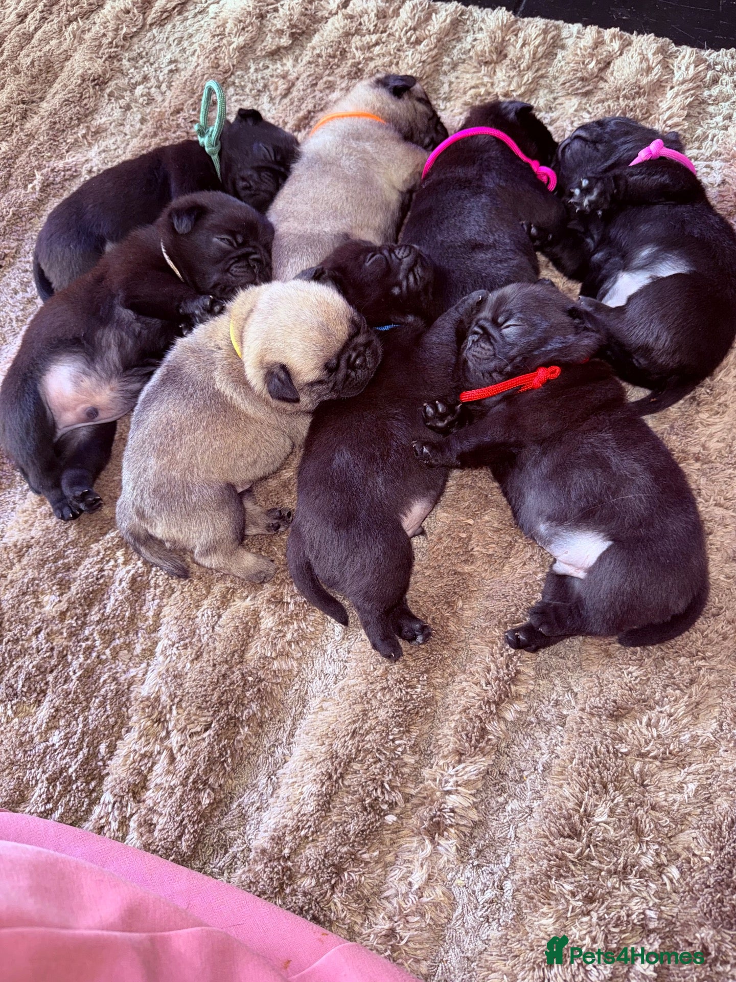 Pug dogs 🐾 **PUG PUPPIES – INTEREST NOW BEING TAKEN 🐾** - Advert 11