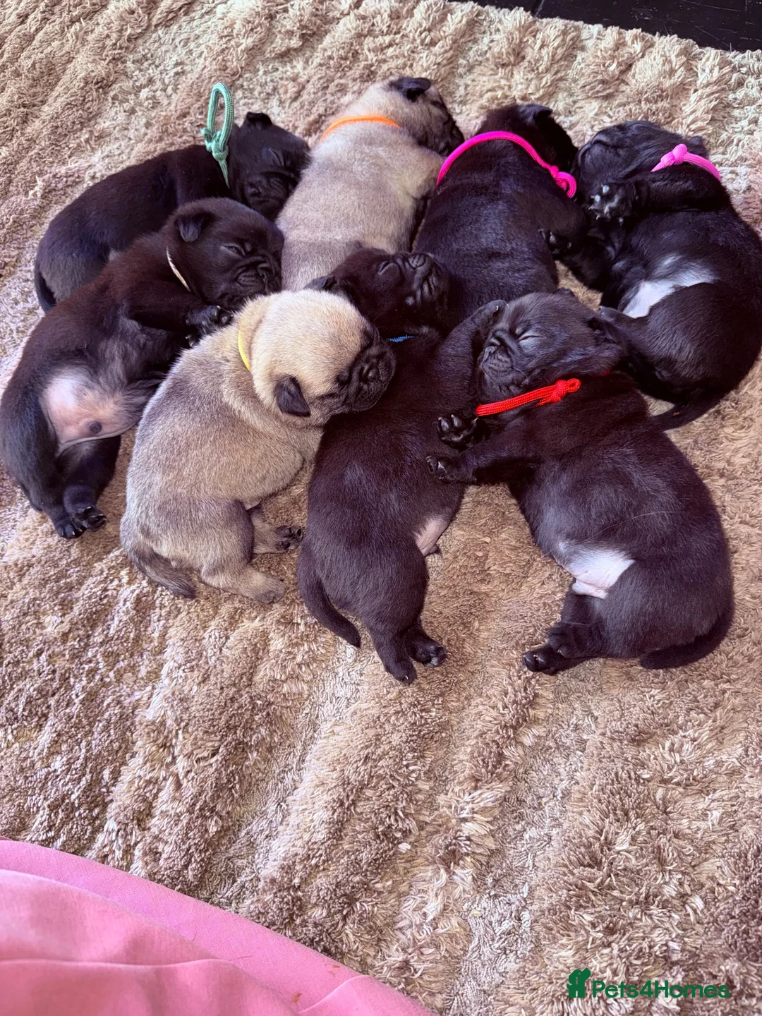 Pug dogs for sale: 🐾 **PUG PUPPIES – INTEREST NOW BEING TAKEN 🐾** - Advert 2