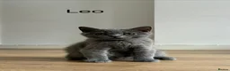 British Shorthair cats for sale: 👑🏆GCCF Registered British Shorthair Kittens🏆👑 - Advert 5