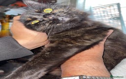 Bombay cats for sale: Donna 1🧡 - Image 4