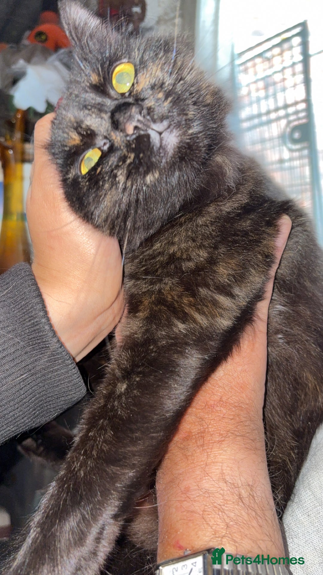 Bombay cats for sale: Donna 1🧡 - Image 4