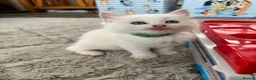 Ragdoll cats for sale: GCCF Registered Ragdoll Kittens - Advert 13