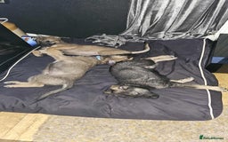 Mixed Breed dogs for sale: German Shepherd cross collie/lurcher puppies  - Image 5