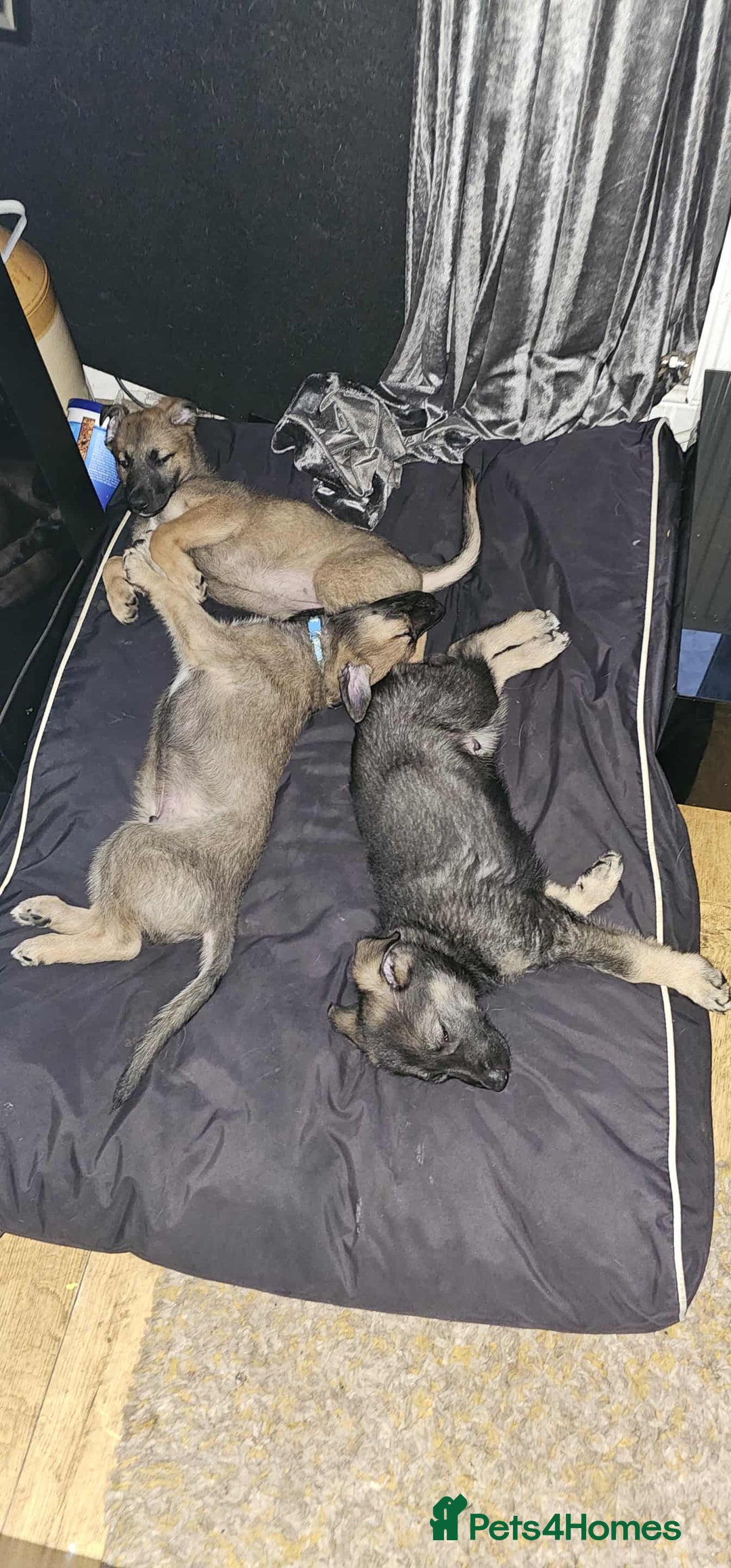 Mixed Breed dogs for sale: German Shepherd cross collie/lurcher puppies  - Image 5