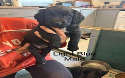 Mixed Breed dogs for sale: Springer Spaniels cross - Image 1