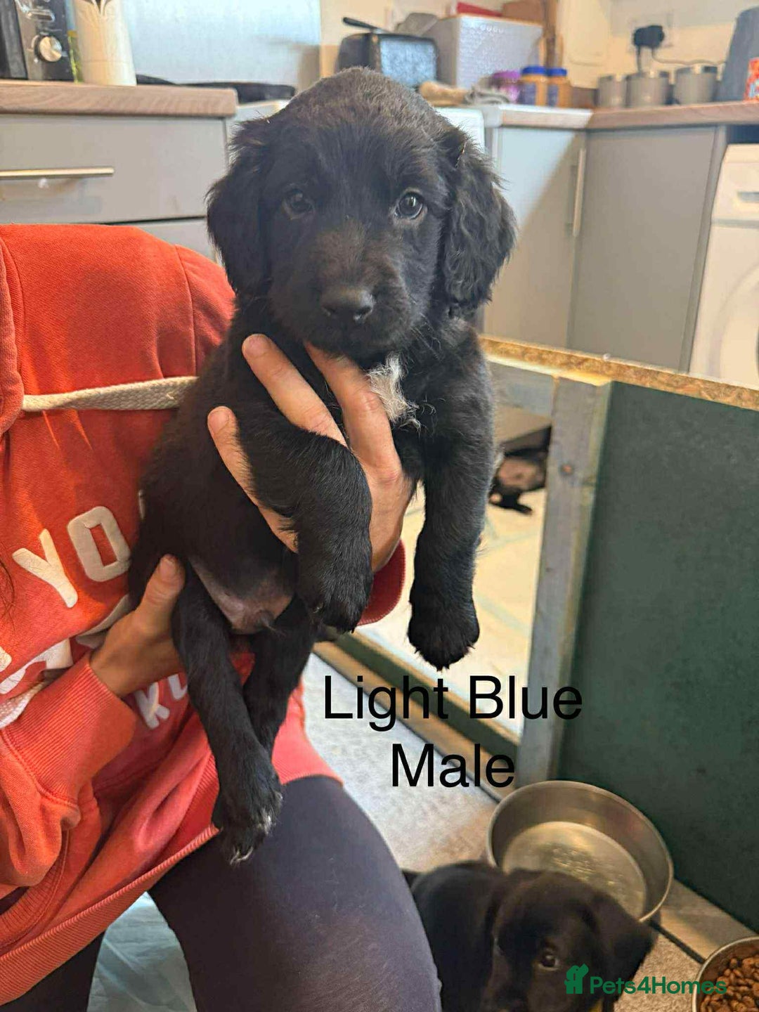 Mixed Breed dogs for sale: Springer Spaniels cross - Image 1