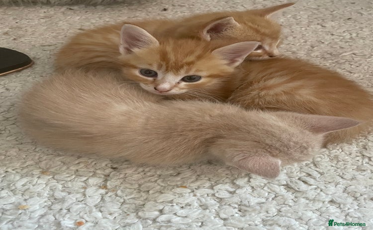 Mixed Breed cats in Shaftesbury - Advert 16