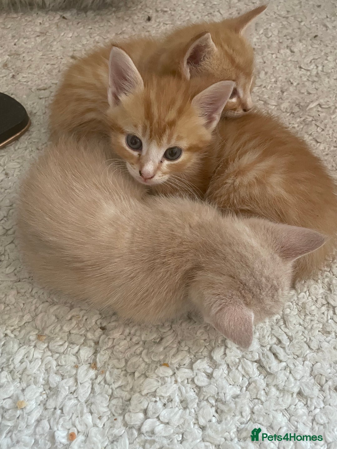 Mixed Breed cats for sale: Ready for Summer Holidays  in Shaftesbury - Image 1