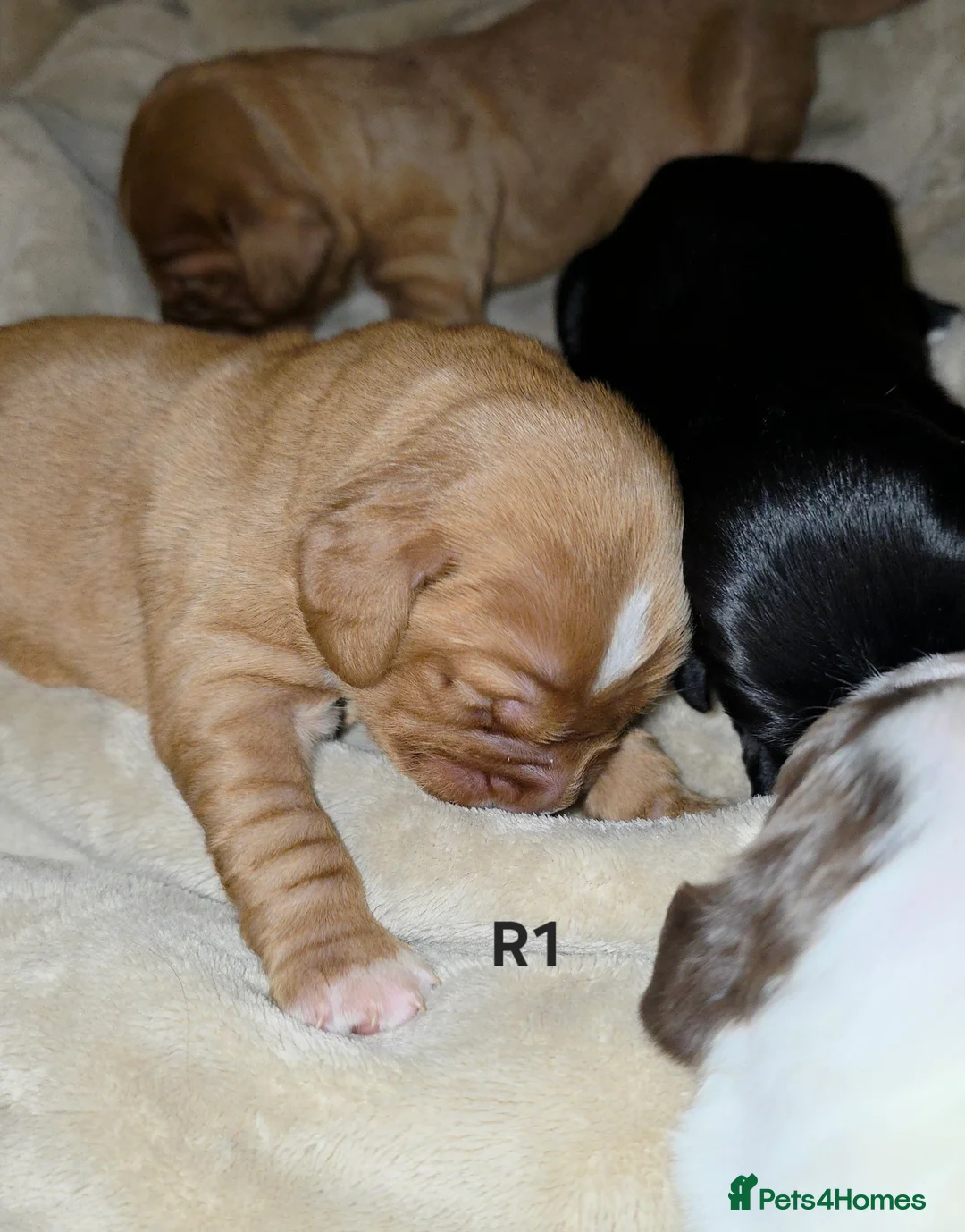 Cocker Spaniel dogs for sale: Cocker spaniel pups ready NEXT WEEK - Advert 35