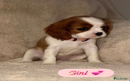 Cavalier King Charles Spaniel dogs for sale: King Charles Cavalier Puppies  - Image 13
