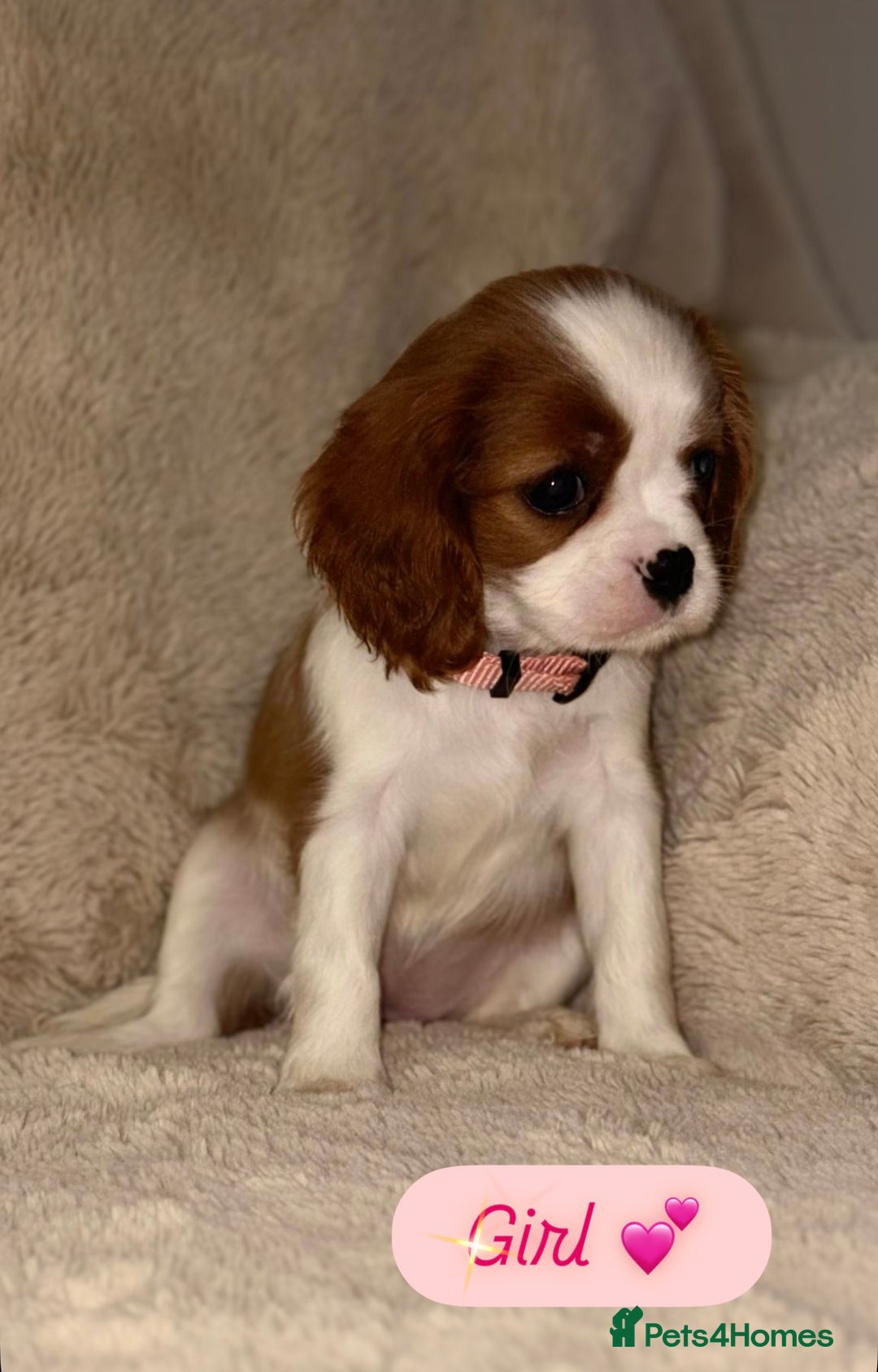 Cavalier King Charles Spaniel dogs for sale: King Charles Cavalier Puppies  - Image 13