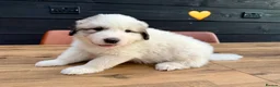 Pyrenean Mountain Dog dogs for sale: ONLY 1 Pyrenean Mountain Dog Puppies left 💙💛💙💛 - Advert 16