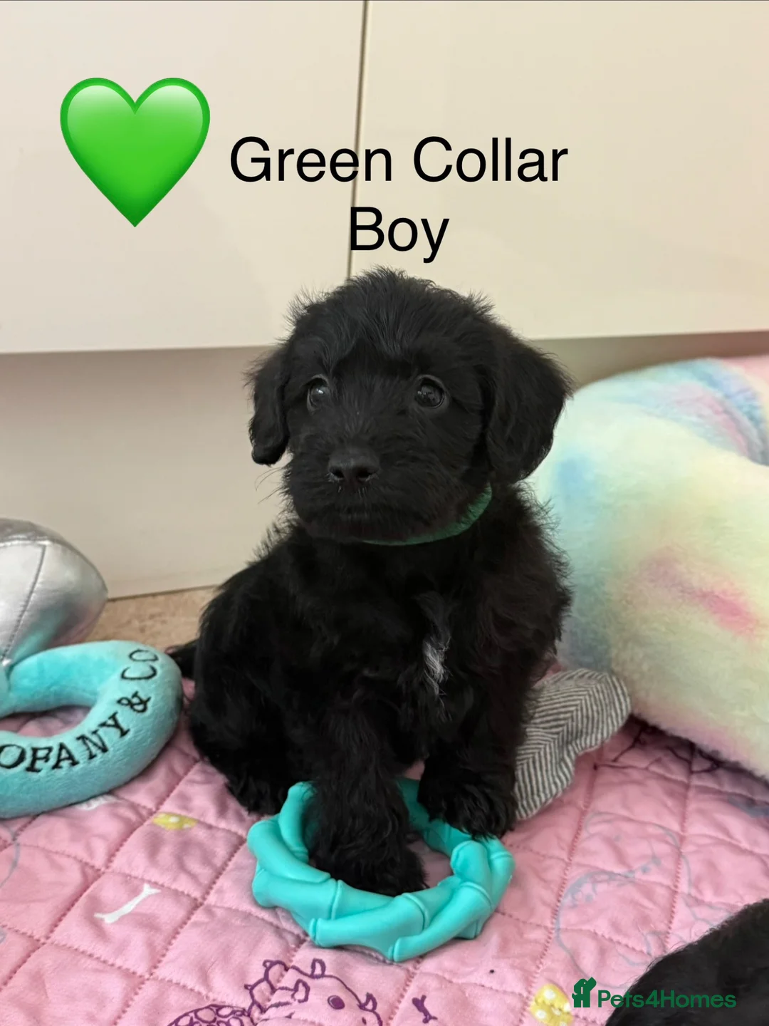 Miniature Schnauzer dogs for sale: Miniature Schnauzers X Pups **Ready Now** - Advert 12