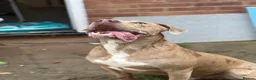 Mixed Breed dogs for sale: Hades in Telford - Advert 5