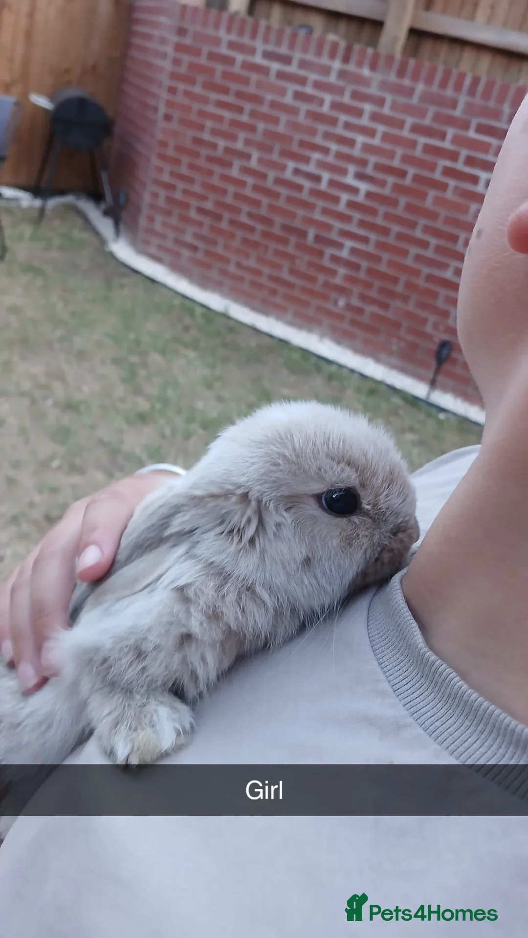 Mini Lop rabbits for sale: Mini lop babies for sale  in Sheffield - Advert 2