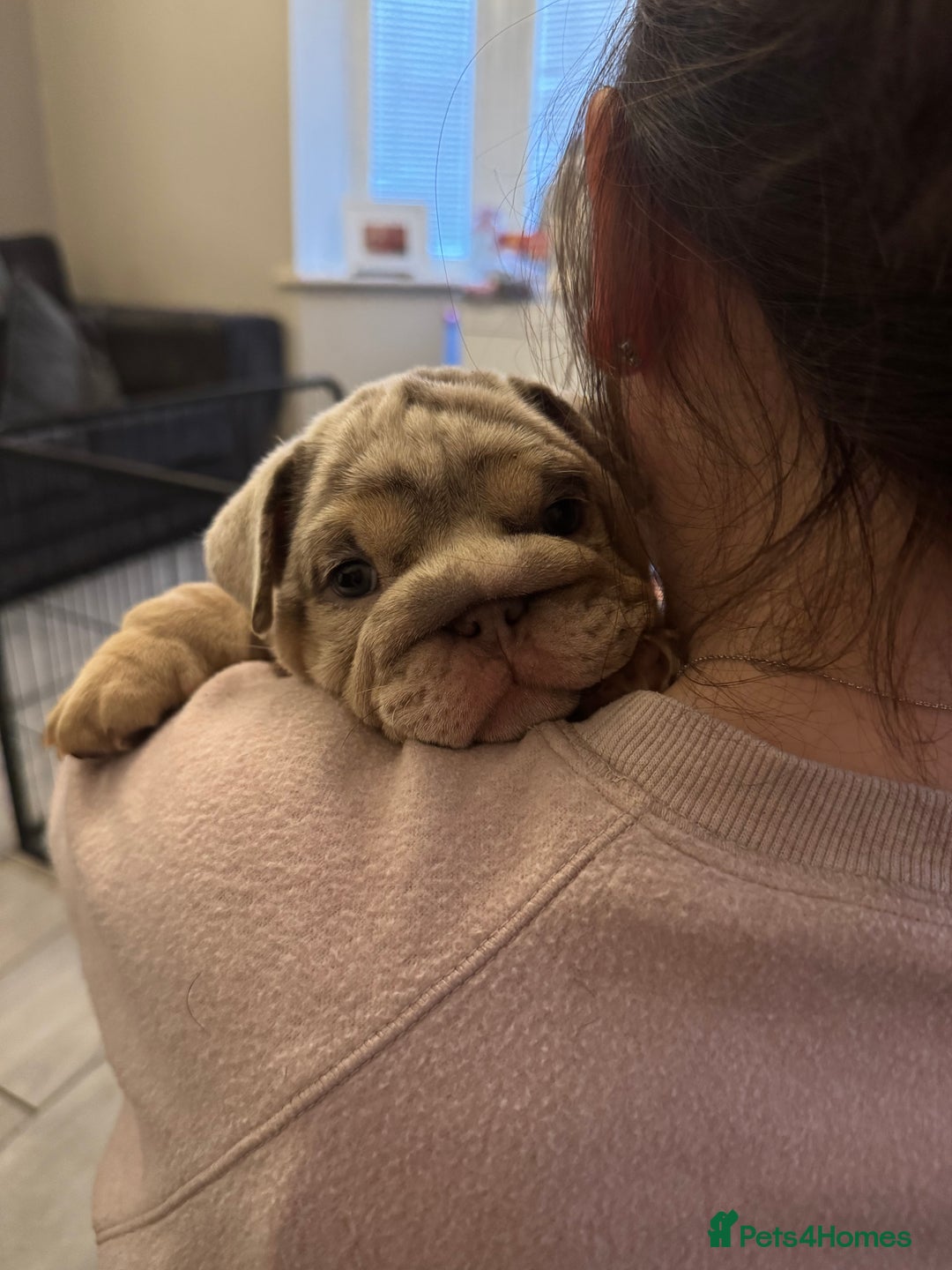 English Bulldog dogs for sale: Bettie & 007 babies short compact   - Image 14