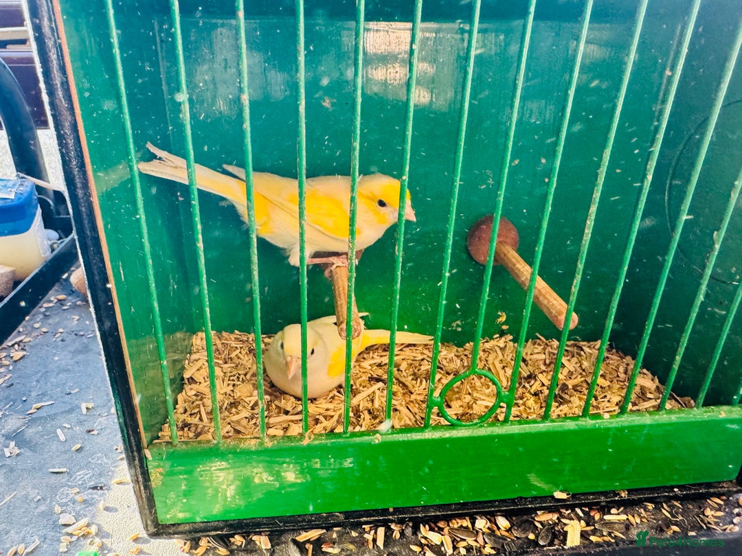 Canaries birds for sale: Pairs of mosaic canaries  - Advert 4