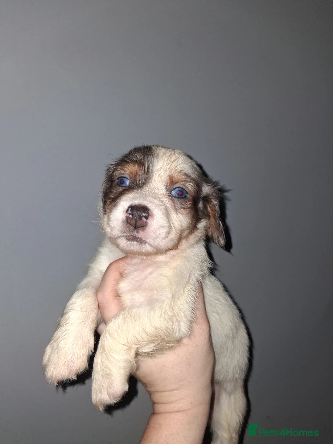 Mixed Breed dogs for sale: Dacshund x springer spaniel. - Advert 13