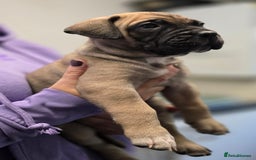 Bullmastiff dogs for sale: Bullmastiff Puppies  - Image 19