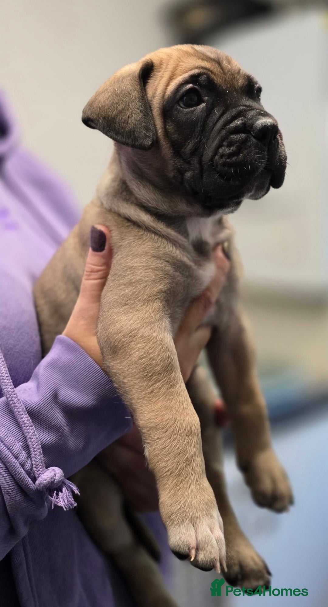 Bullmastiff dogs for sale: Bullmastiff Puppies  - Image 19